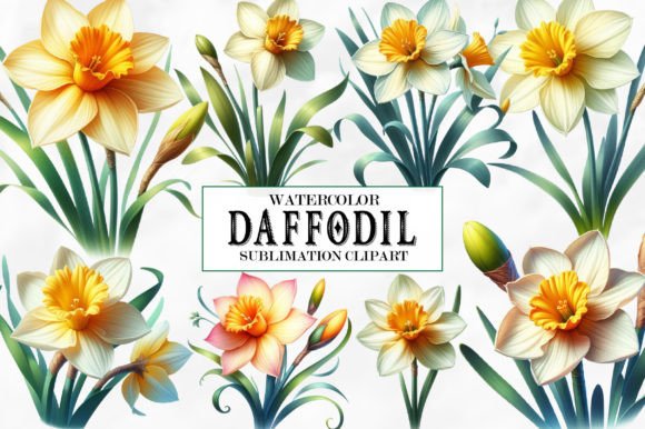 Download Watercolor Daffodil Clipart - Daffodil Collection