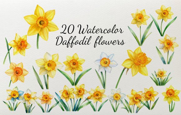 Download 20 Watercolor Daffodil Flowers - Daffodil Collection