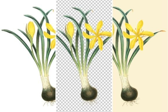 Download Yellow Winter Daffodil Clipart - Daffodil Collection