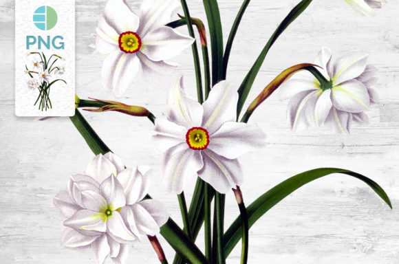 Download Daffodil Clipart Flower - Daffodil Collection