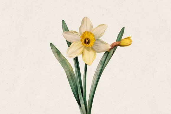 Download Daffodil PNG Clipart - Daffodil Collection
