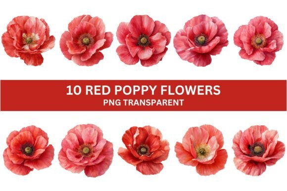 Download 10 Vibrant Red Poppy Flower PNG Set - Poppy flower Collection