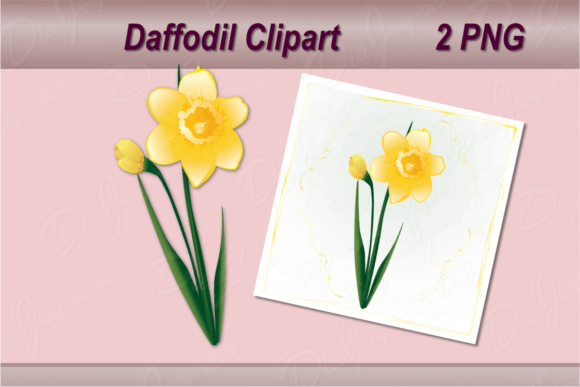 Download Daffodil Clipart with Square Card - Daffodil Collection